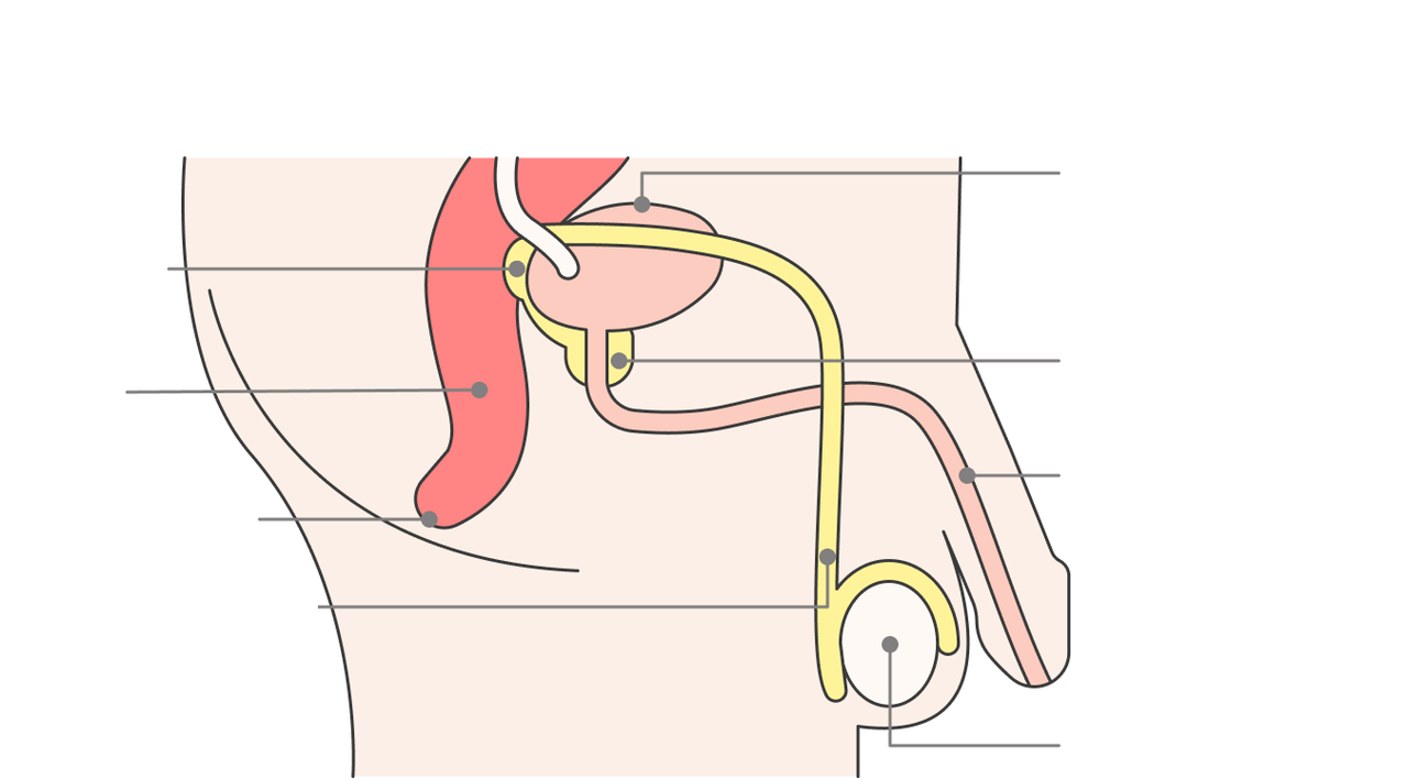 location of the prostate and its structure